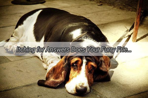 Itching for Answers Does Your Furry Friends Itch Have Meat to It